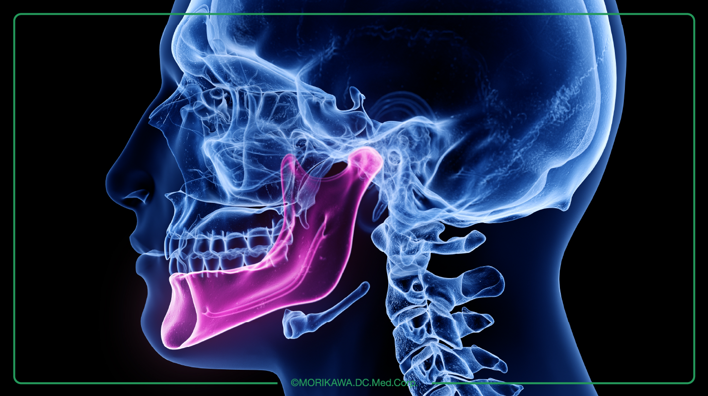 顎の骨の位置