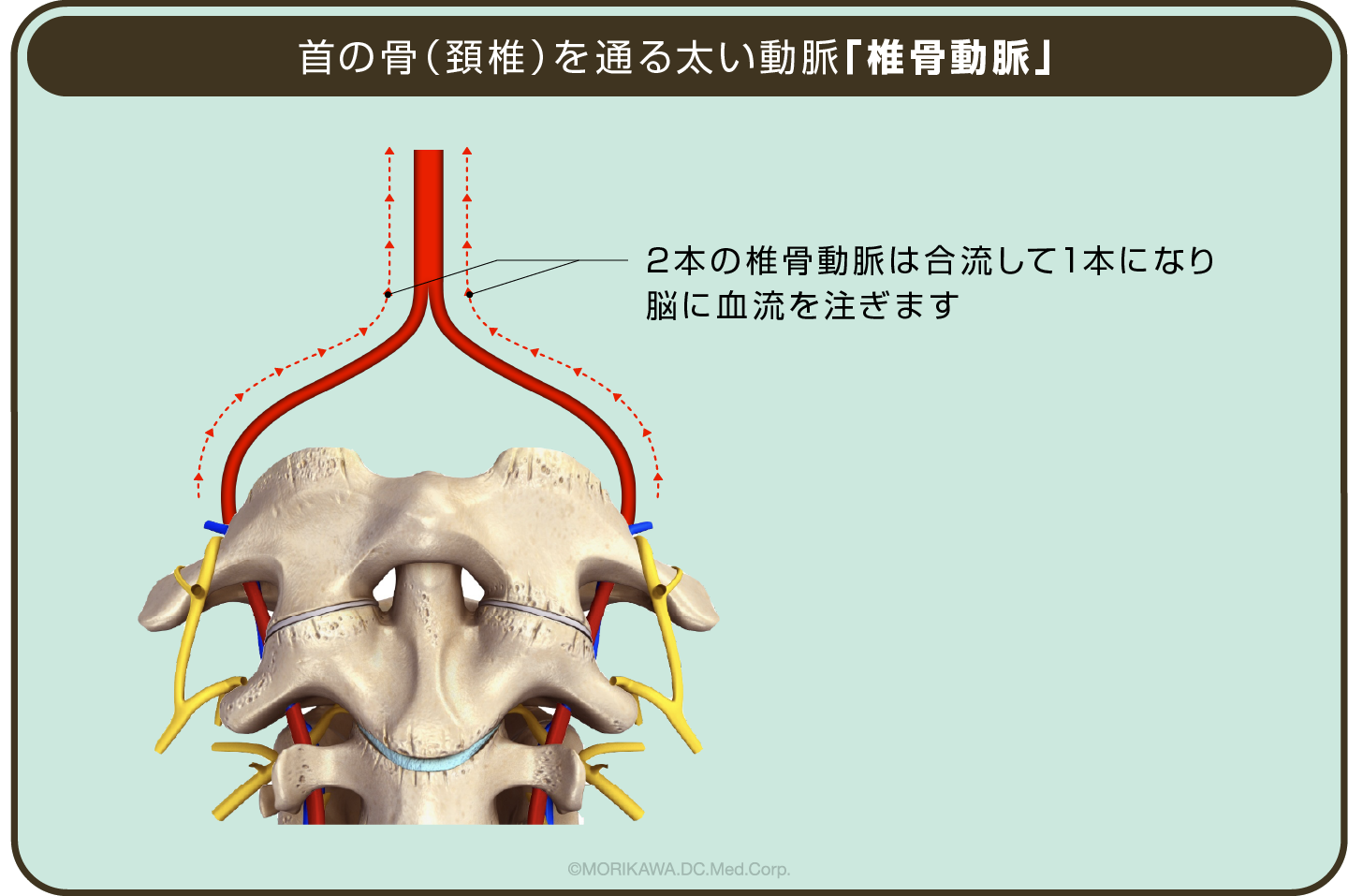 首の骨（頚椎）を通る太い動脈「椎骨動脈」拡大図
