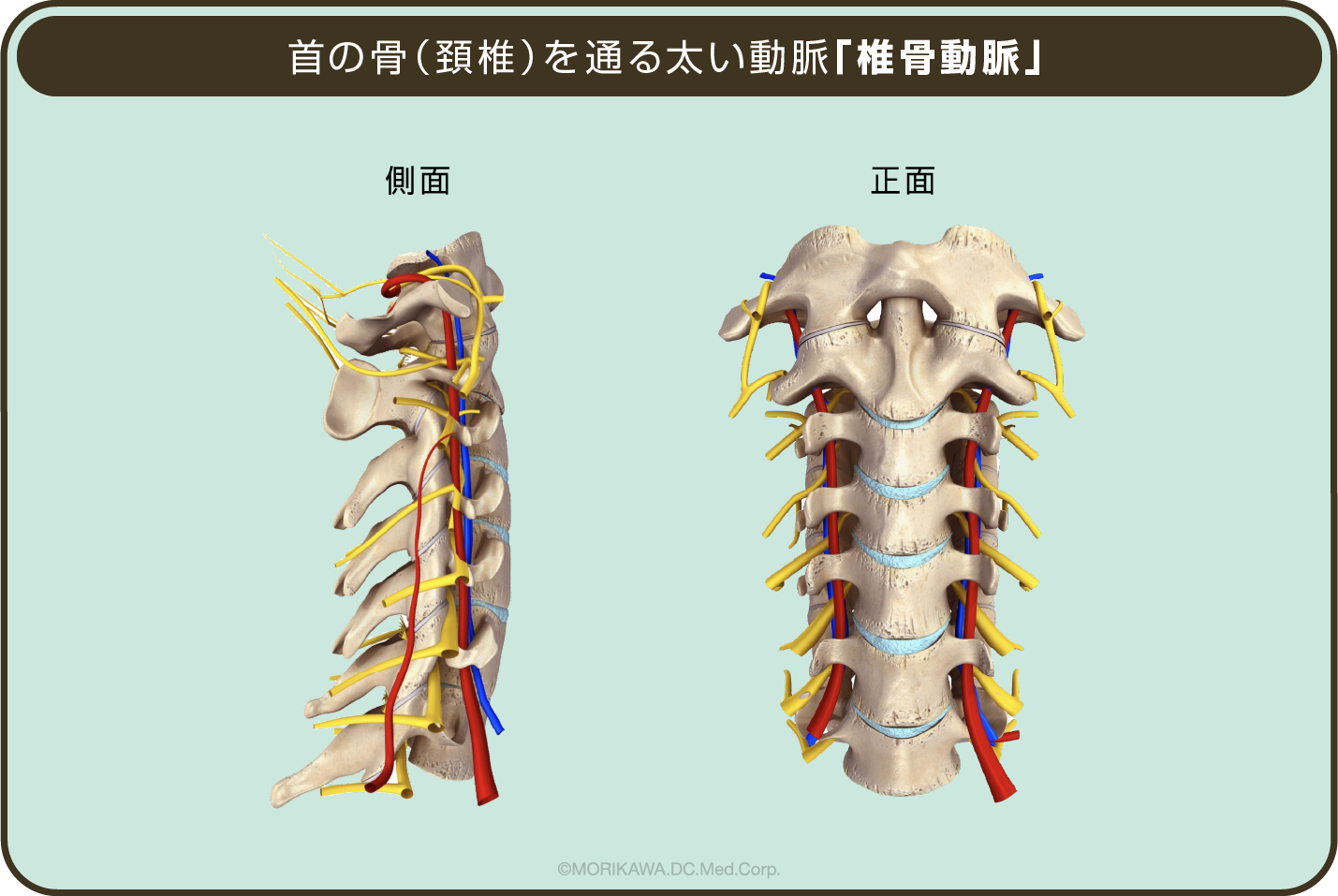 首の骨（頚椎）を通る太い動脈「椎骨動脈」