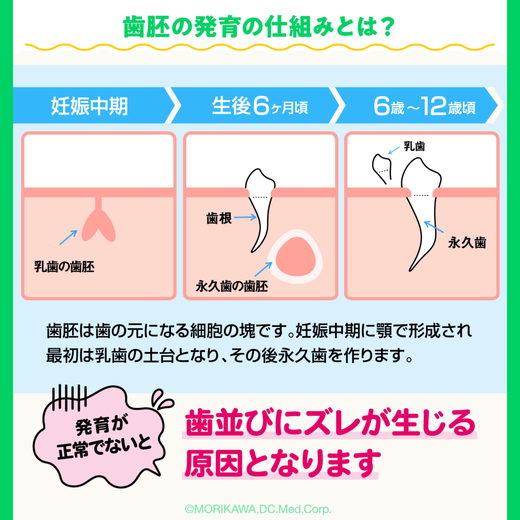 歯胚の発育の仕組みとは？